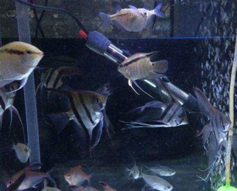 神仙魚可以混養嗎|神仙魚飼養入門指南